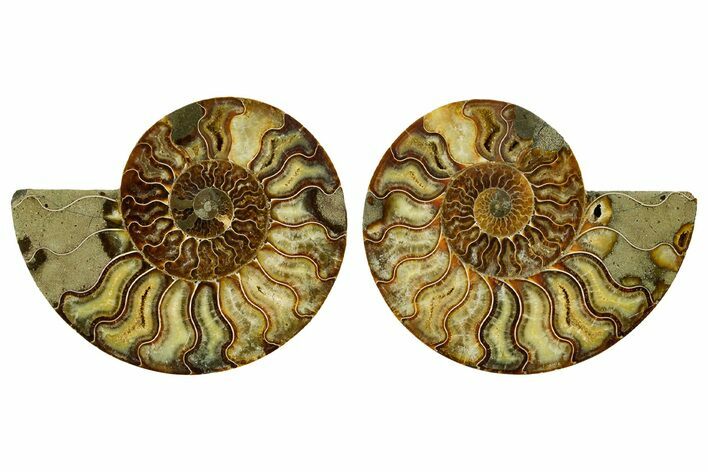 Cut & Polished Crystal-Filled Ammonite Fossil - Madagascar #362377